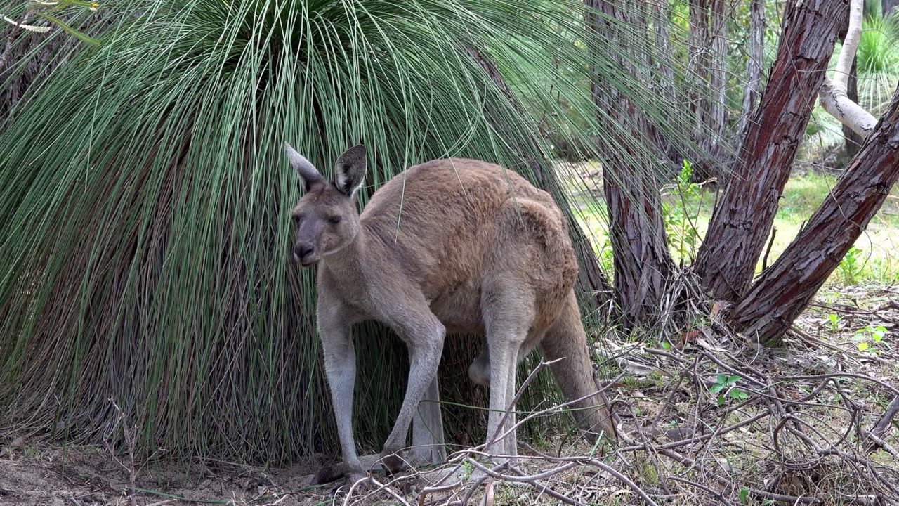 Animals found only in Australia 🇦🇺