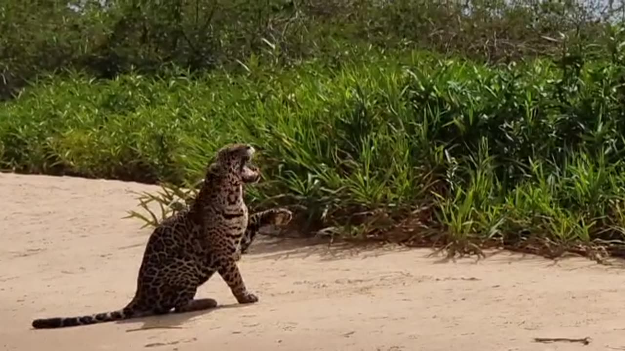Mighty Jaguar Meets Its Match in Tiny Bug