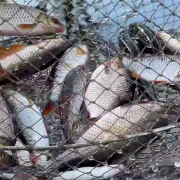 Fishing is a special kind of pleasure