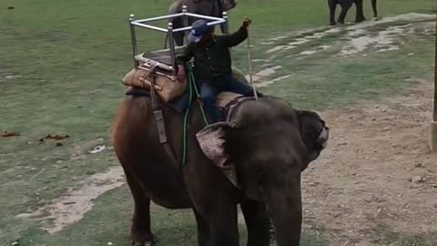 Elephant Safari Adventure 🐘 | Chitwan National Park Jungle Ride 🌿