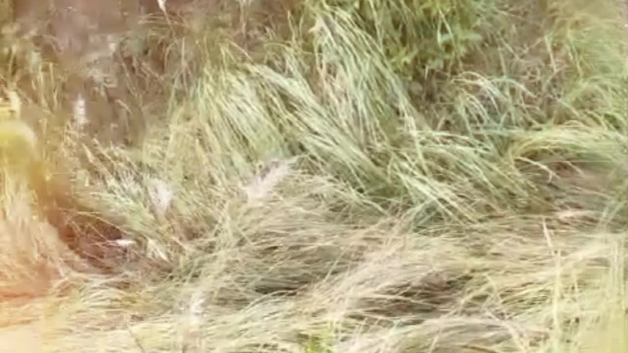 Jungal vlog