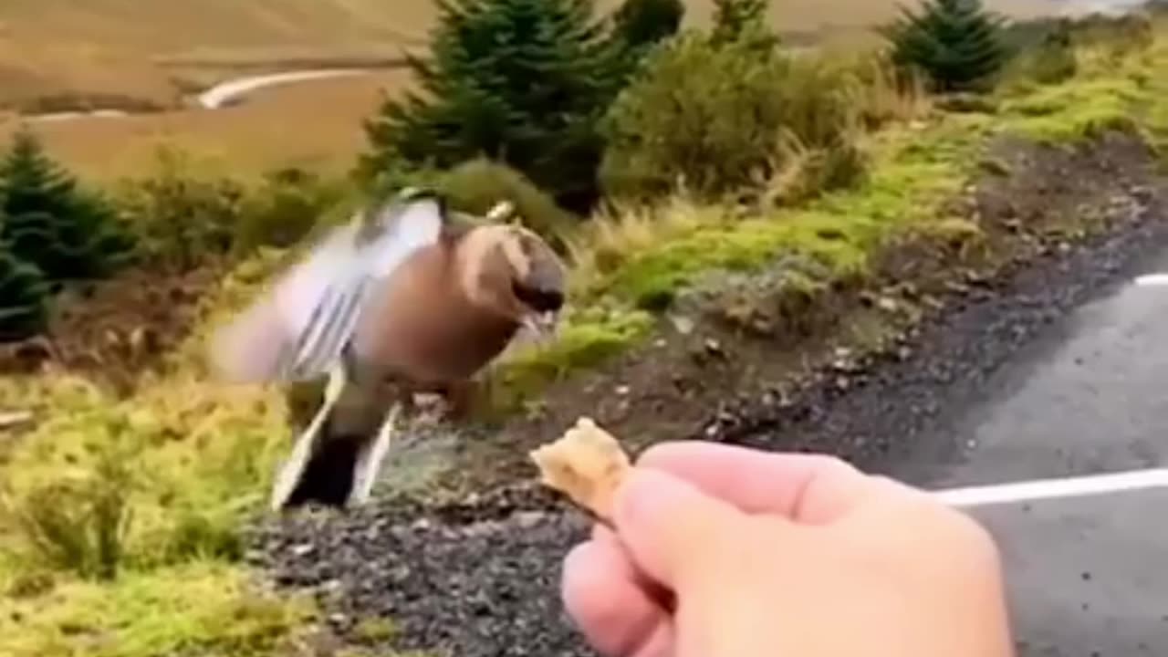 Bird Soul Mate