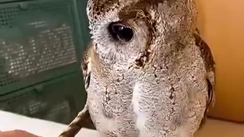 This owl will make your day better! 😍