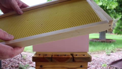 The start of a bee hive