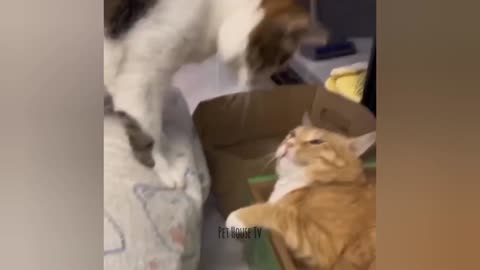 Funny Dogs And Cats Videos 😅 - Best Funniest Animal Videos Of The week