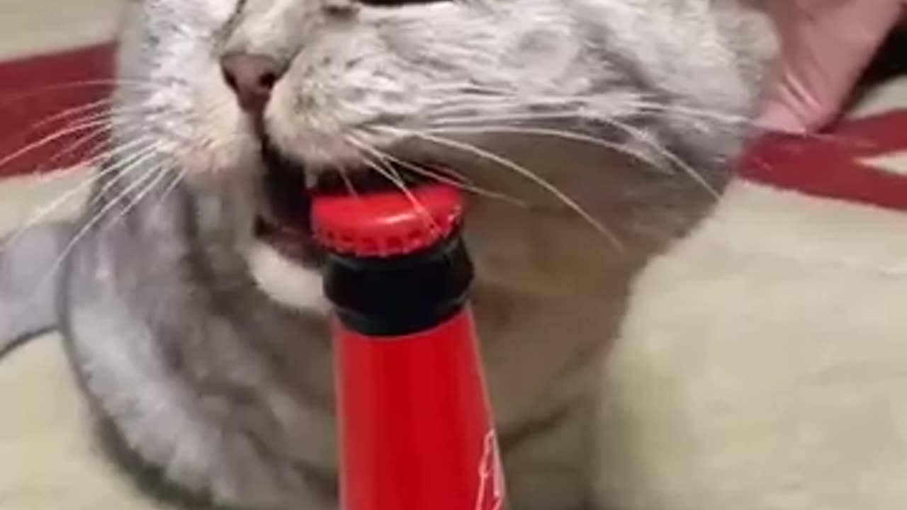"Brave Cat Helps Owner in Need"