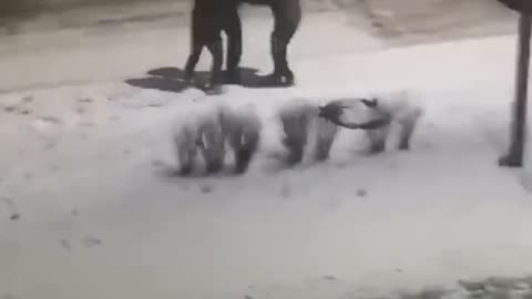 How New Year Is Celebrated in Ukraine with TCK Punishers