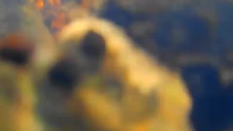 Bajo el agua en Paso del Bote, Tacuarembó (29/11/2025)