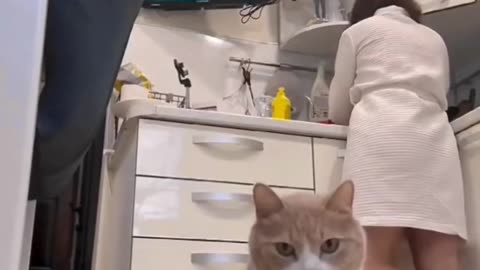 Pets in Chill Mode 🐶😹 | Why It’s Trending Now