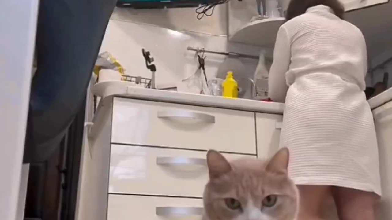 Pets in Chill Mode 🐶😹 | Why It’s Trending Now