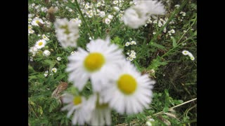 Fresh Summer Tea Fleabane Daisy Aug 2024