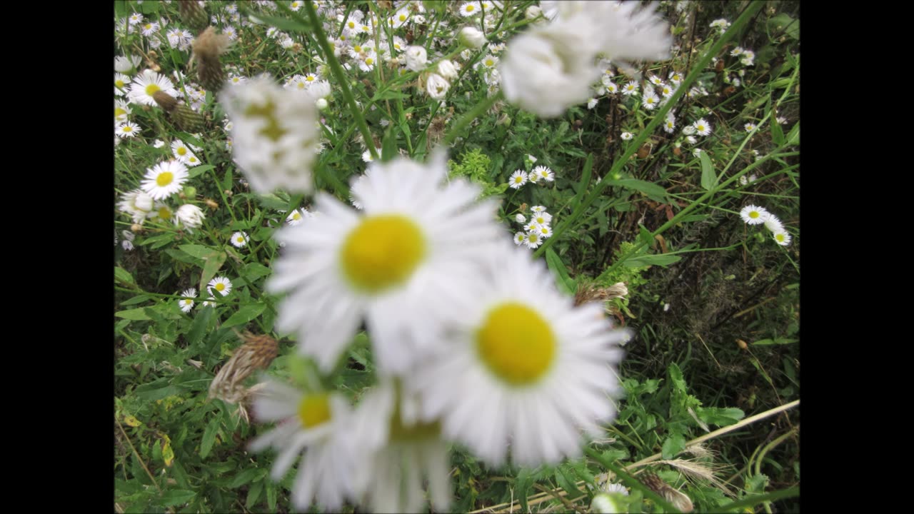 Fresh Summer Tea Fleabane Daisy Aug 2024