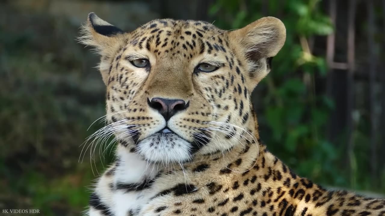 Amazon Rainforest Animals: Jungle Sounds and Wildlife