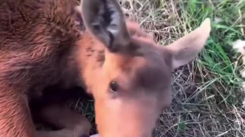 Rescued a baby moose