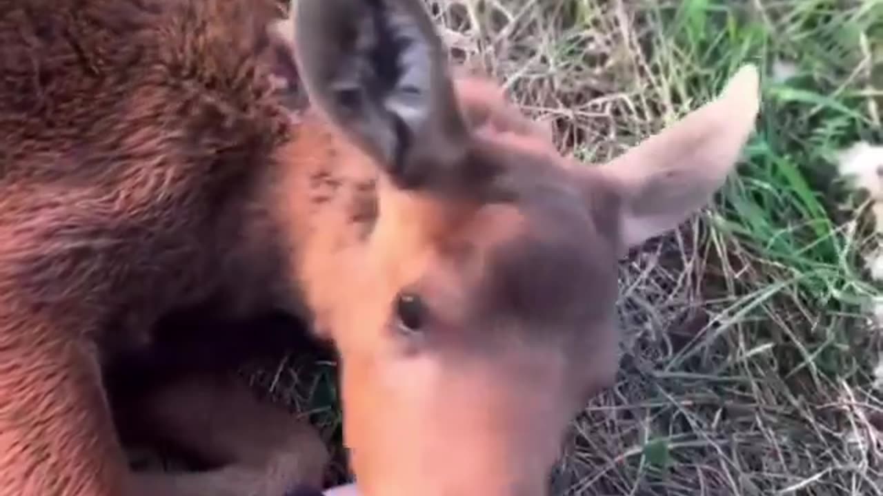 Rescued a baby moose