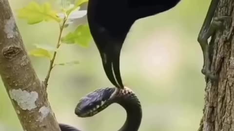 Mother bird