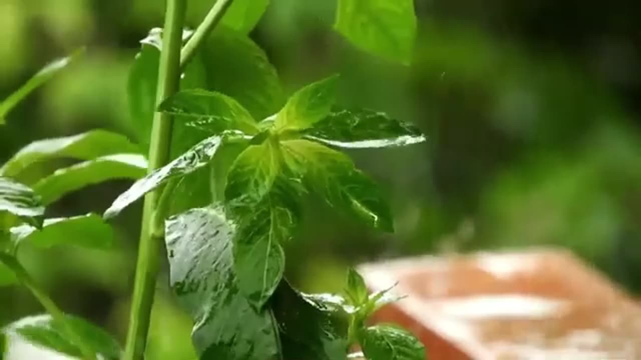 Relaxing Rain Sounds 4