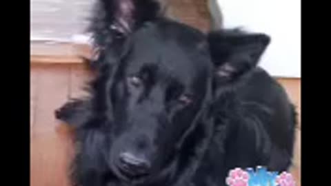 The talking dog!