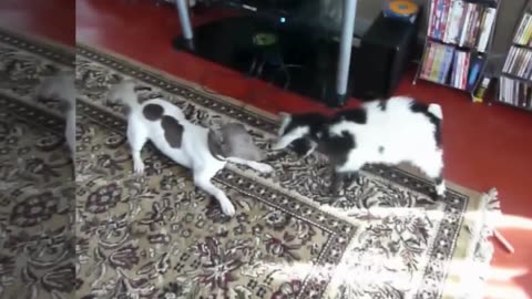 A Cute And Funny Baby Goats Compilation