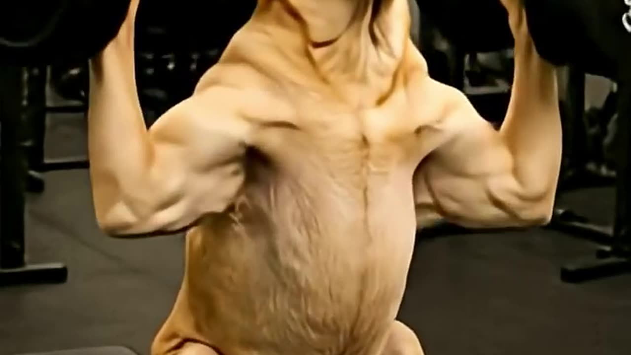 🐶 💪