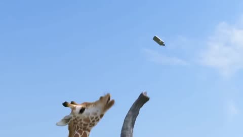 Elephant and Giraffe Battle Over Water