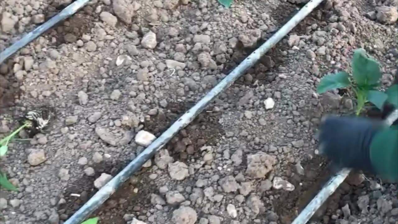 Planting pepper seedlings and first irrigation