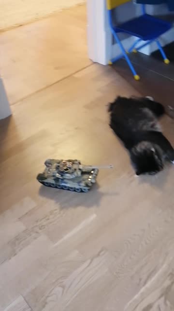 Cat Ignores Toy Tank