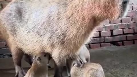 Cute Capybara with her babies