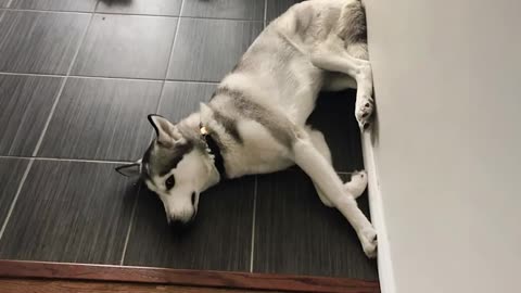 when you need a cool husky but get a drama queen