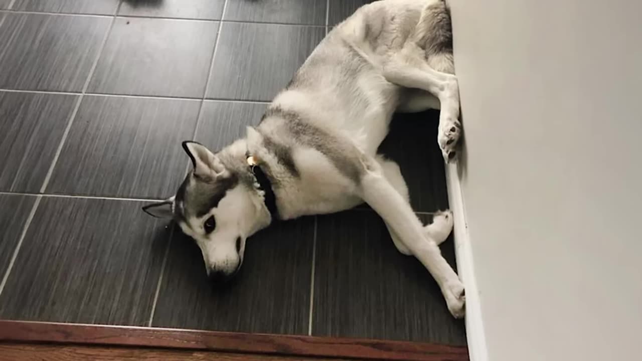 when you need a cool husky but get a drama queen