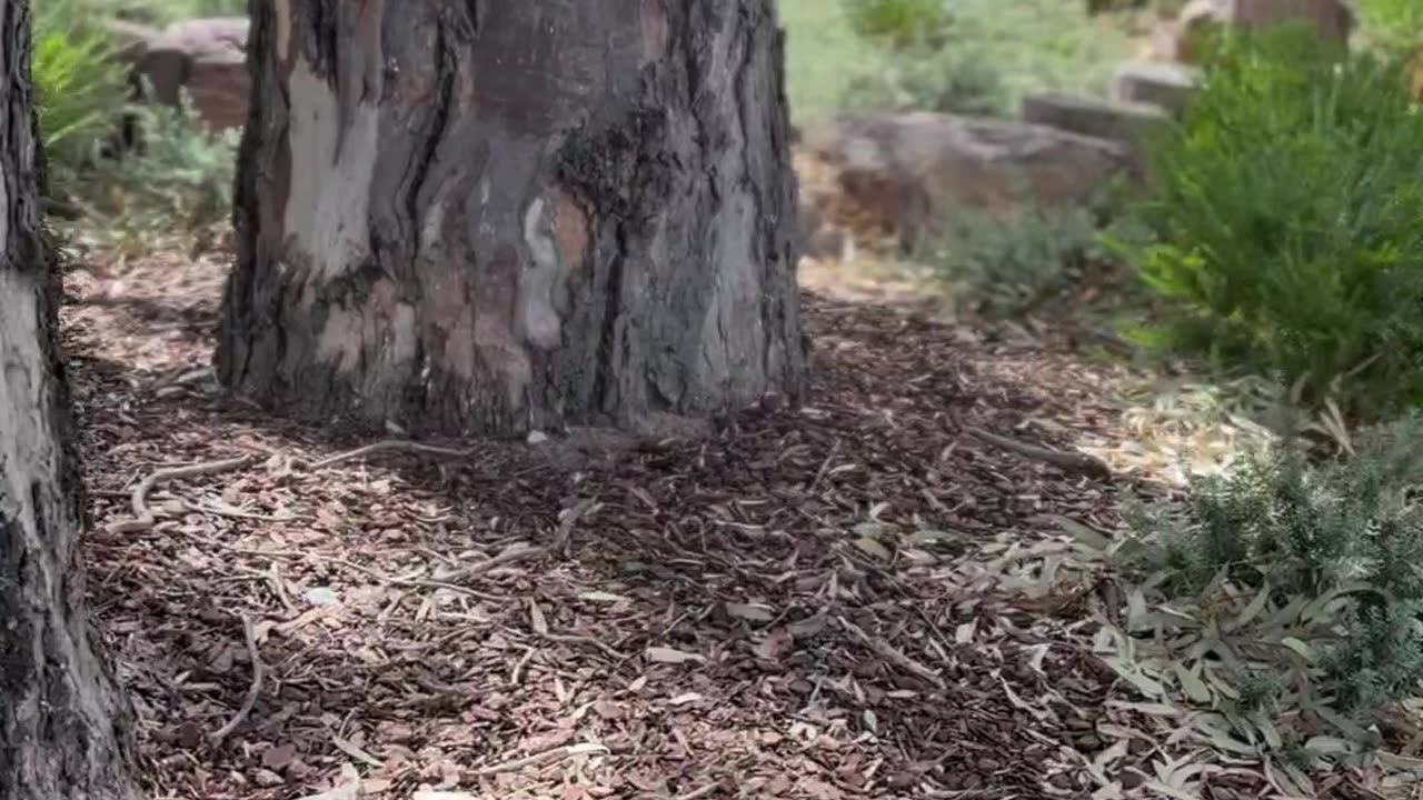 Wimmera river Vic Australia