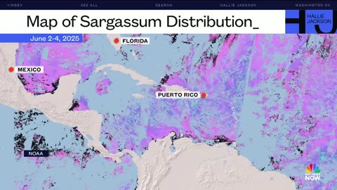Record seaweed bloom stinks up prime Caribbean vacation beaches
