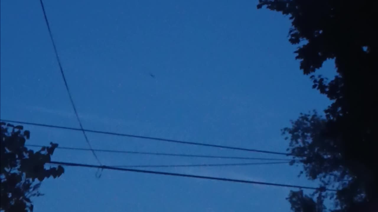 Brown bat.