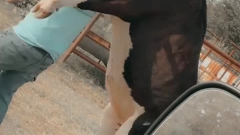 WE WERE TOLD THE COW WAS FRIENDLY BUT NOT THIS FRIENDLY...