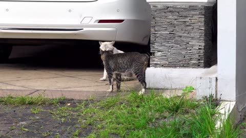 Funny Animal Fights!