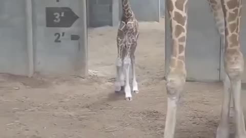 Giraffe and Her Baby – Girafa și Puiul Ei în Un Moment Plin de Iubire 🦒❤️🦒