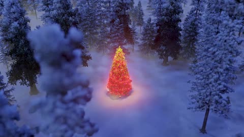 Xmas Tree in the Woods