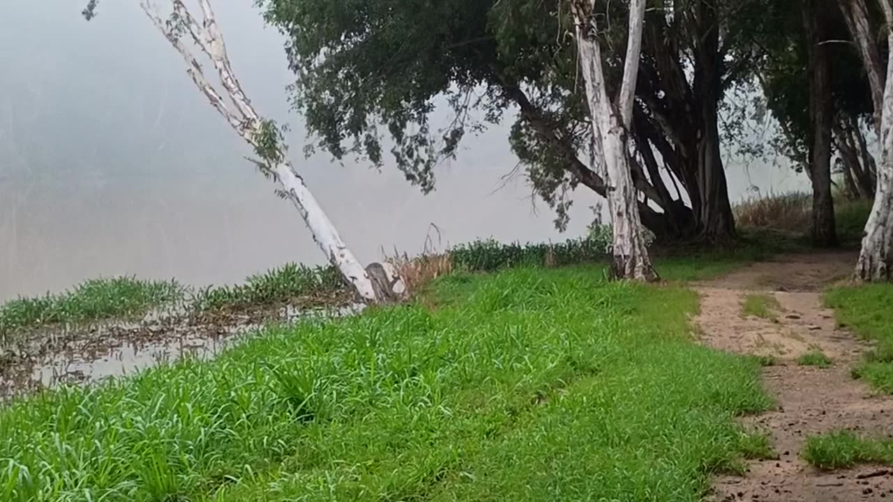 25.3.2025 Barron River Esplanade Kuranda