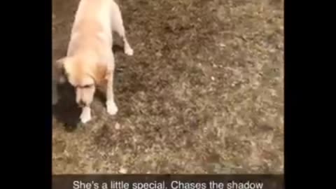 🙀BEST DOG FAIL🐕🙀💯🔥 Part 12