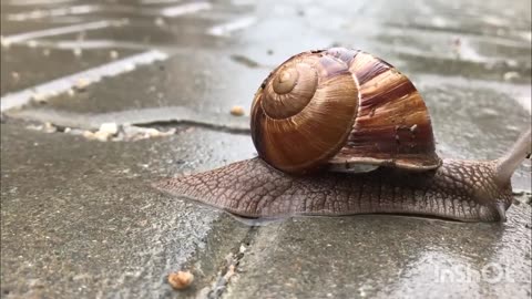 Beautiful Snail 🐌 ❤️