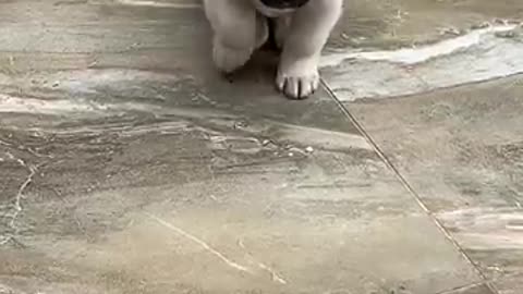 cute puppy