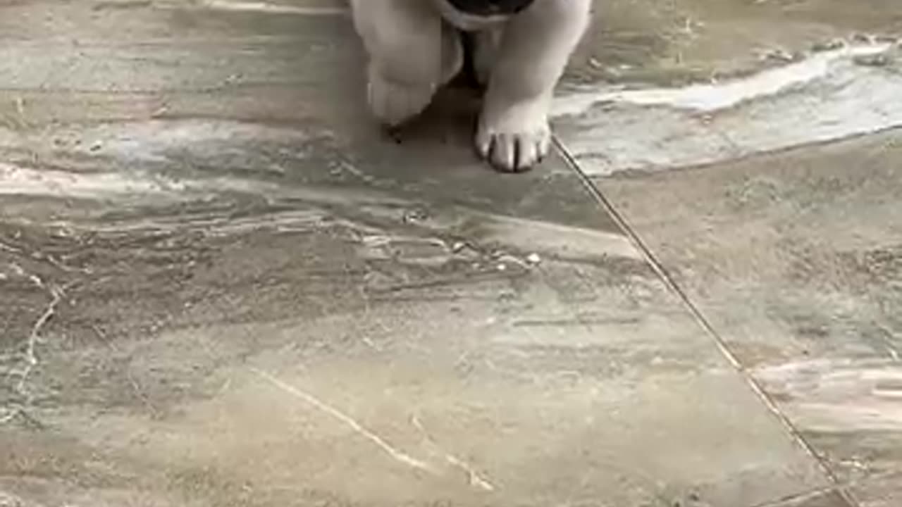 cute puppy