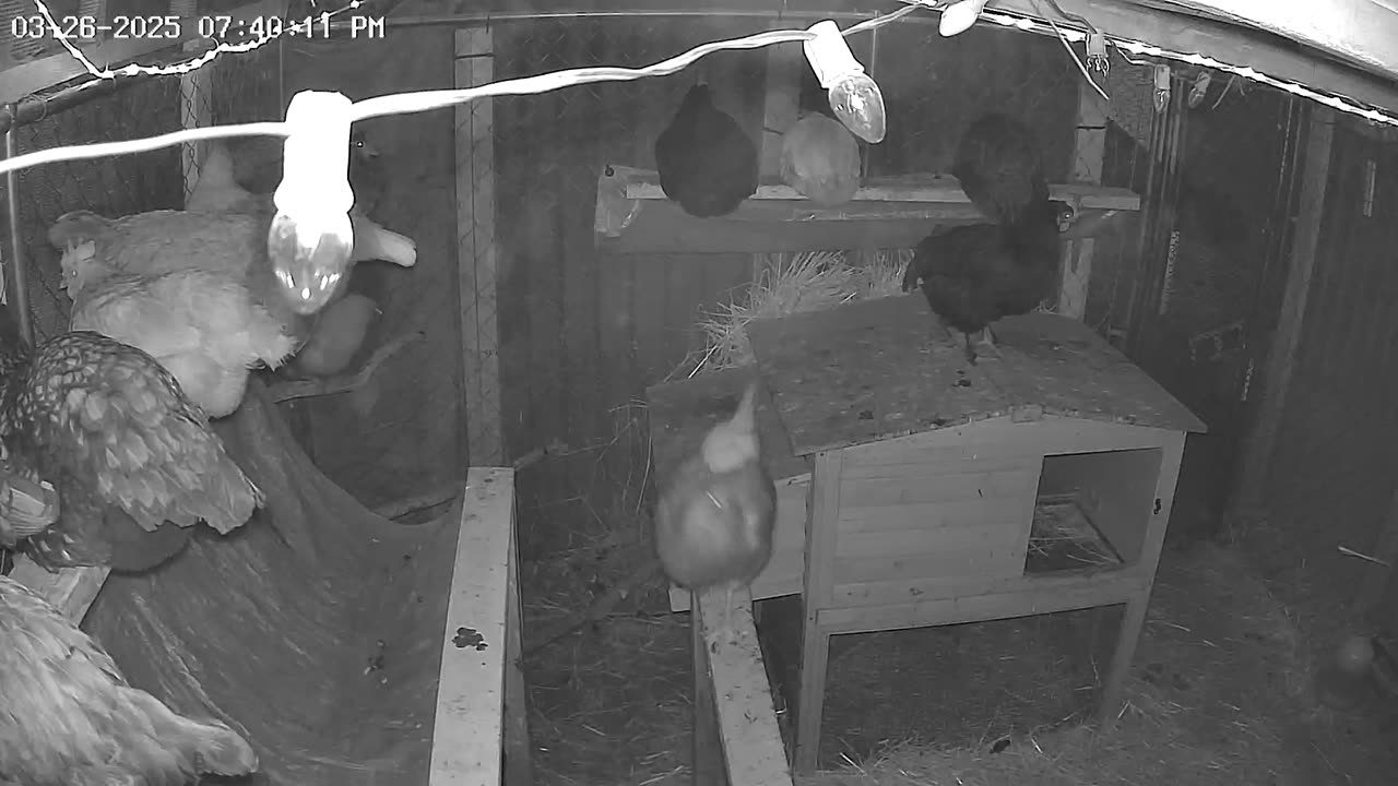 Perch Up And Say Goodnight Cam1