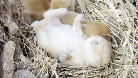 Adorable Baby Rabbit Sleeping Peacefully🐰💤