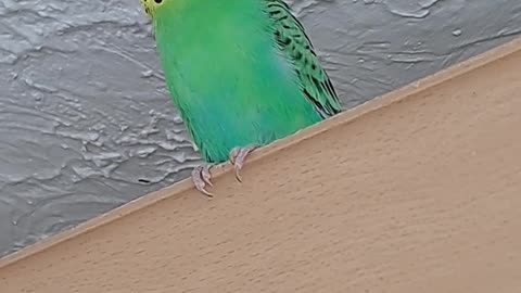 Prothall Singing the Song of His People