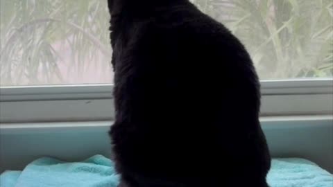 Cute Precious Piper Sits Like a Bowling Pin in the Window - My Adopted Shelter Cat Vlog #shorts 