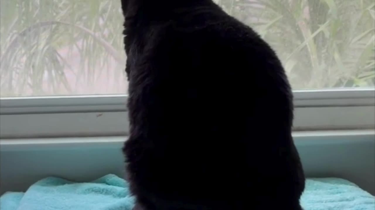 Cute Precious Piper Sits Like a Bowling Pin in the Window - My Adopted Shelter Cat Vlog #shorts