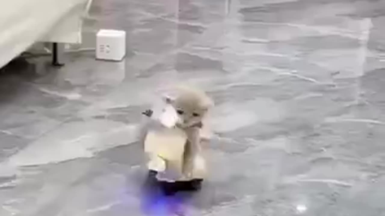 Adorable Cat Compilation