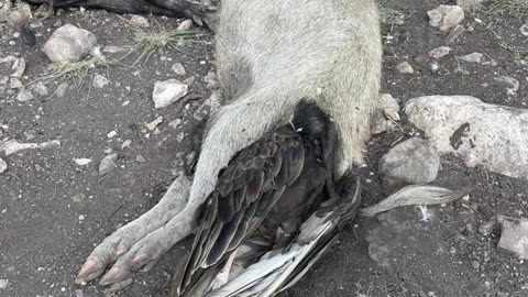 Vulture went for dinner and never came out. Death due to suction.
