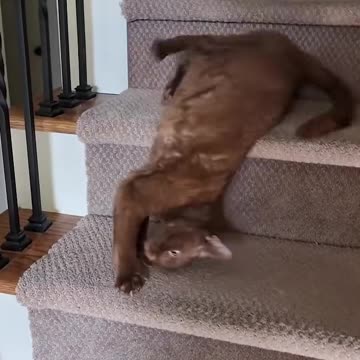 Just Cats – Pure Feline Fun and Wholesome Reactions!